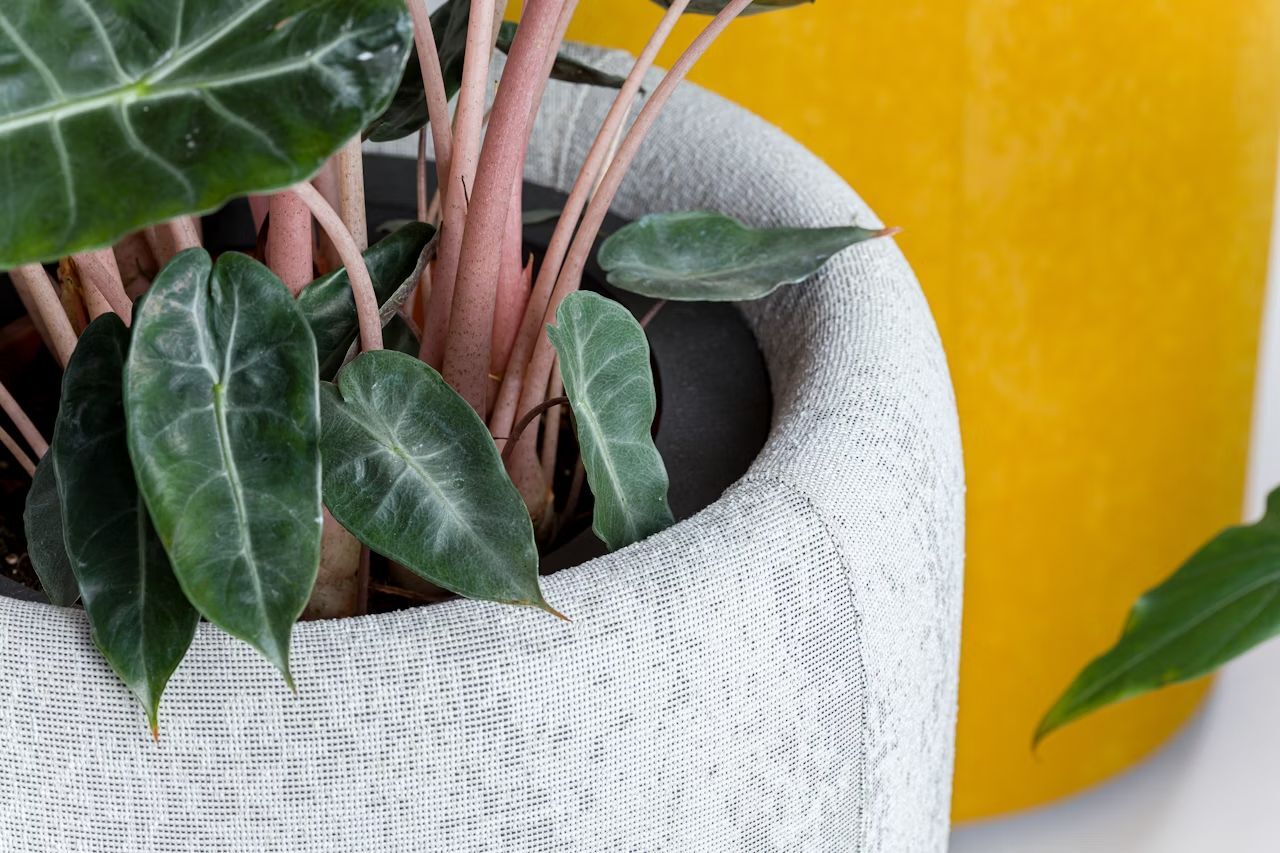 BuzziSpace BuzziPlanter, Pflanzgefäß, akustisch wirksam, viele Formate