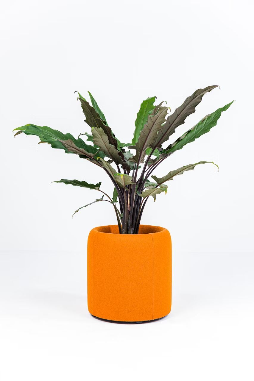 BuzziSpace BuzziPlanter, Pflanzgefäß, akustisch wirksam, viele Formate