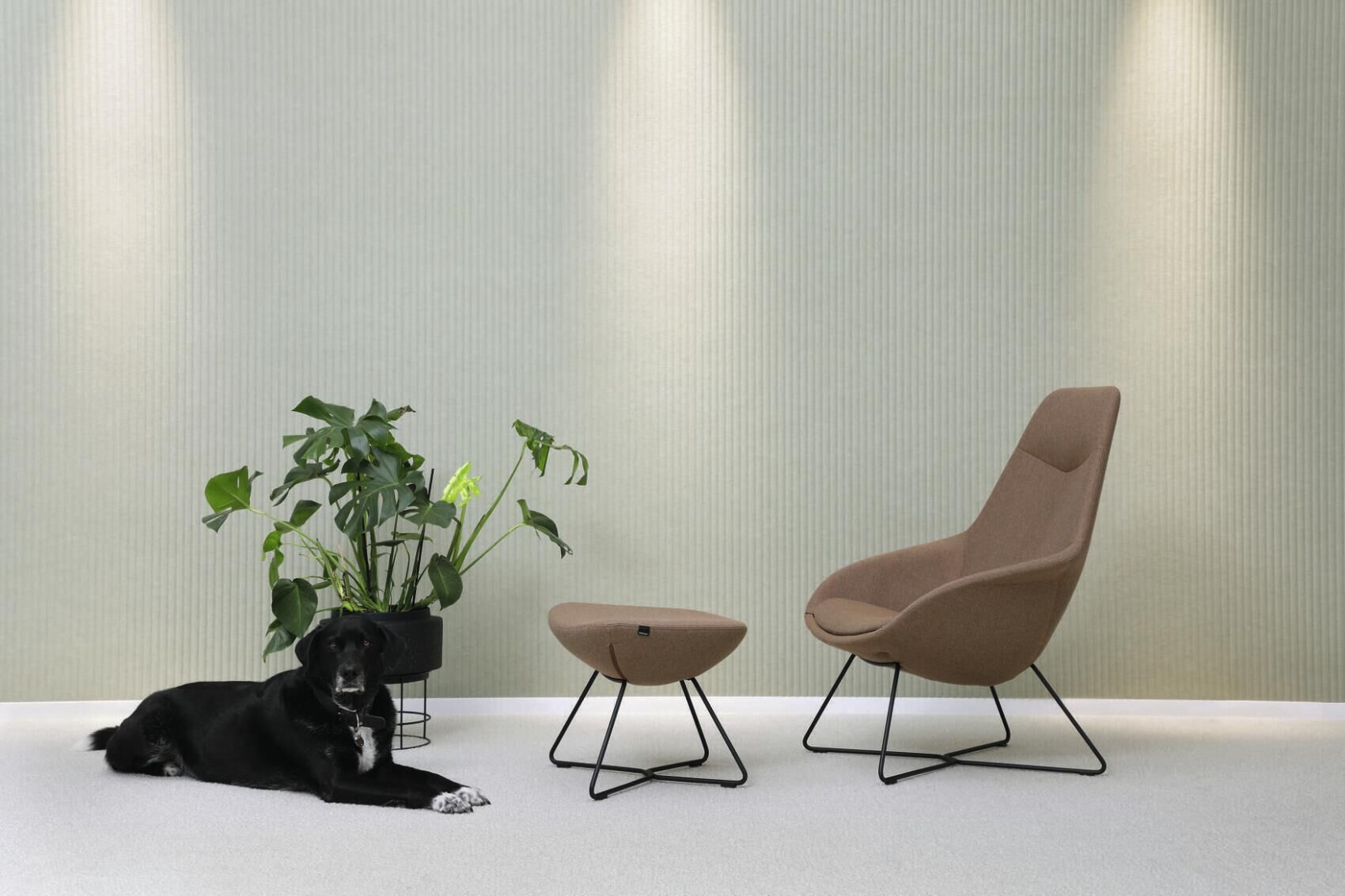 Eleganter brauner Sessel mit passendem Hocker, Zimmerpflanze und einem schwarzen Hund auf hellgrauem Boden.